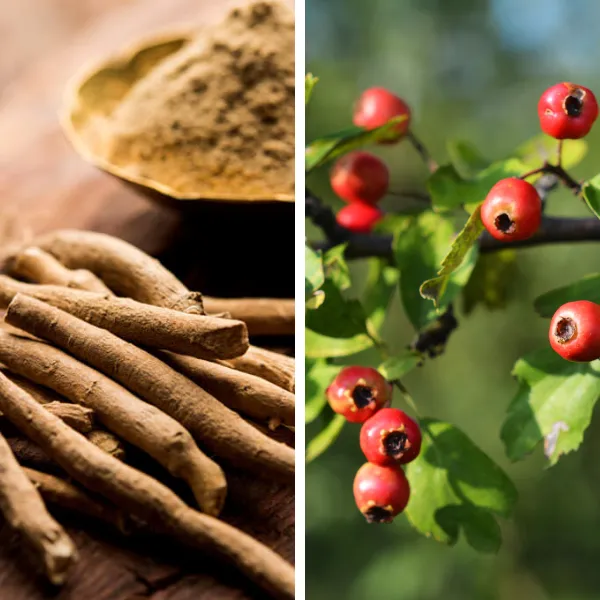 Ingredienti Relanatur: radice di Ashwagandha e bacche di Biancospino